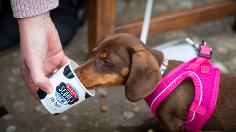 Small dog in pink harness eating dog ice-cream out of bowl